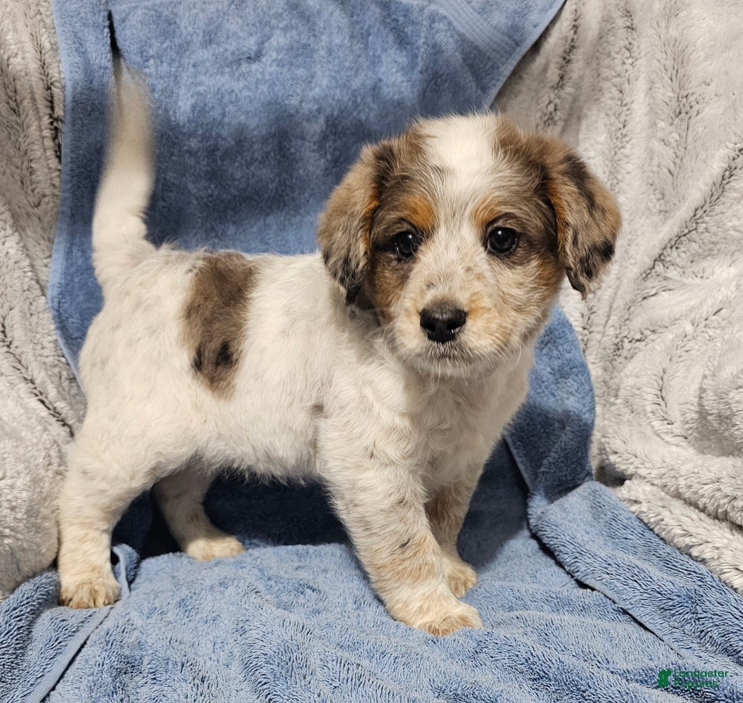 Mixed Breed dogs for sale: Kane - Ad 4