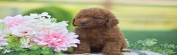 Mini Goldendoodle dogs for sale: Owen (F1BB) - Ad 3