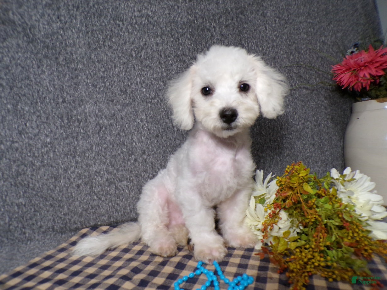 Bichon Frise dogs for sale: Blake - Ad 1