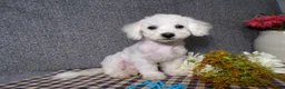 Bichon Frise dogs for sale: Blake - Ad 1