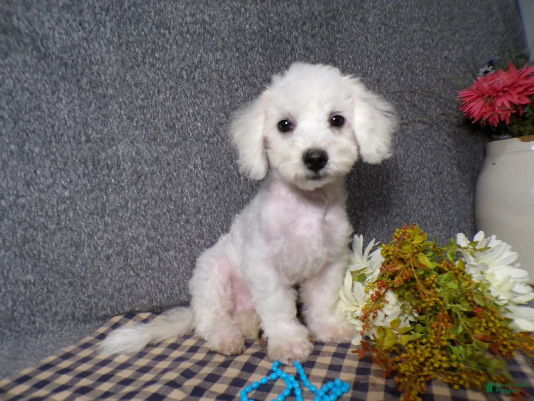 Bichon Frise dogs for sale: Blake - Ad 1