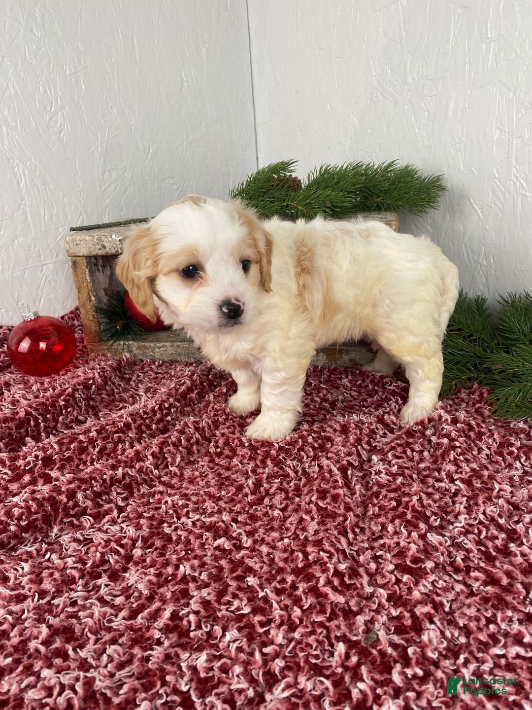 Cockapoo dogs for sale: Ace - Ad 7