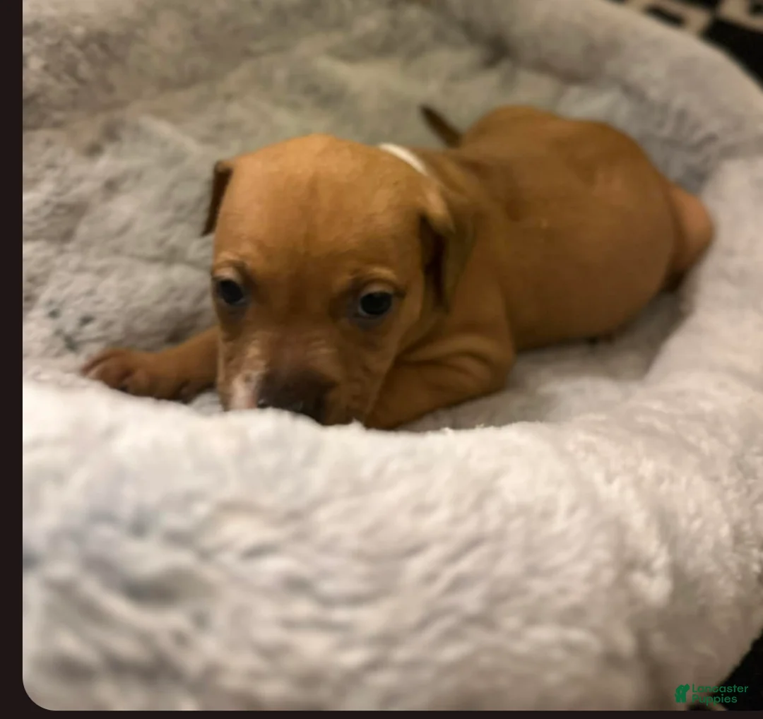 American Staffordshire Terrier dogs for sale: American Staffordshire Terrier Puppy 3 - Ad 1