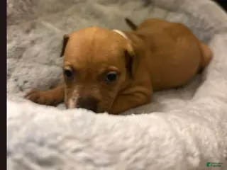 American Staffordshire Terrier dogs American Staffordshire Terrier Puppy 3 - Ad 4