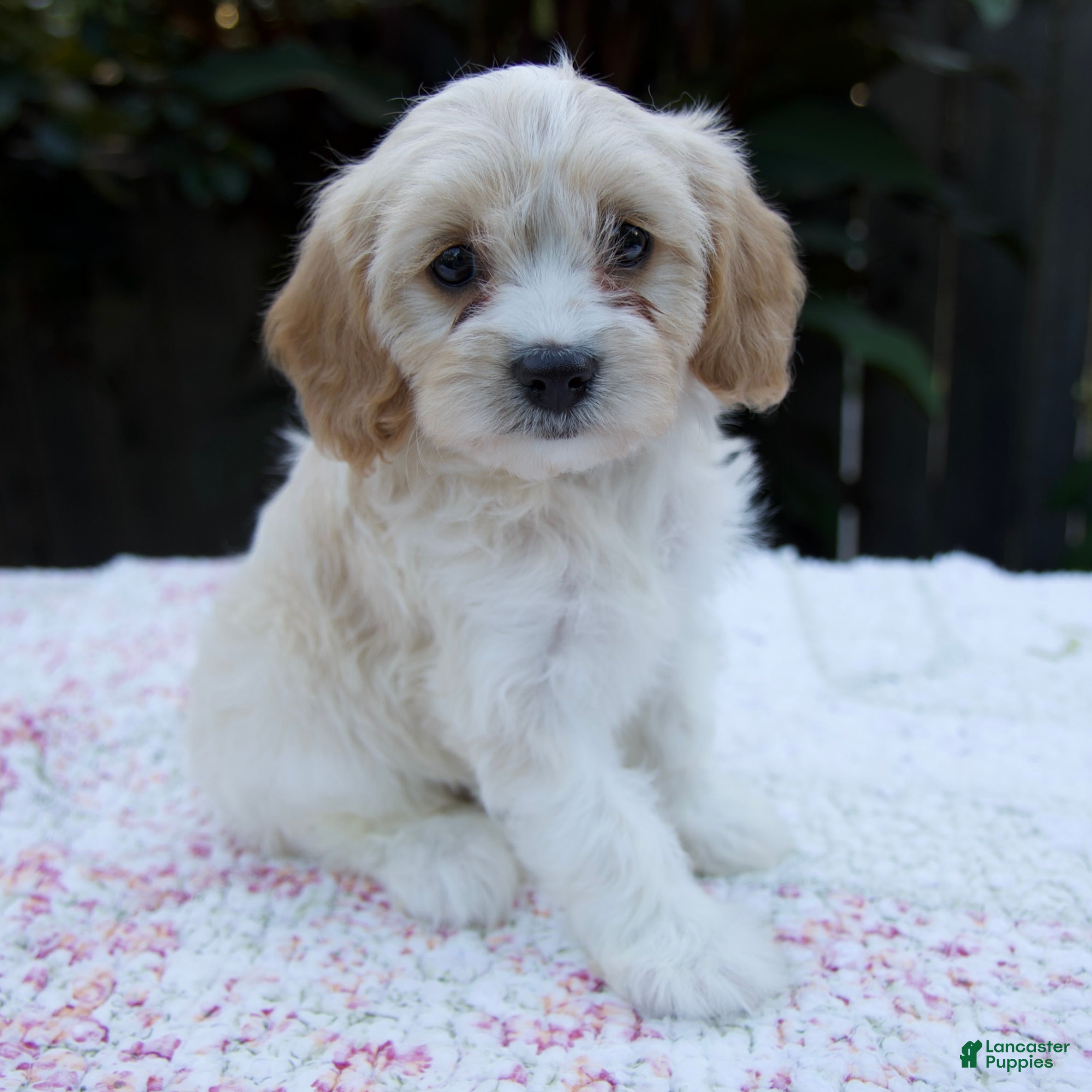 Cavapoo dogs Fern - Ad 2