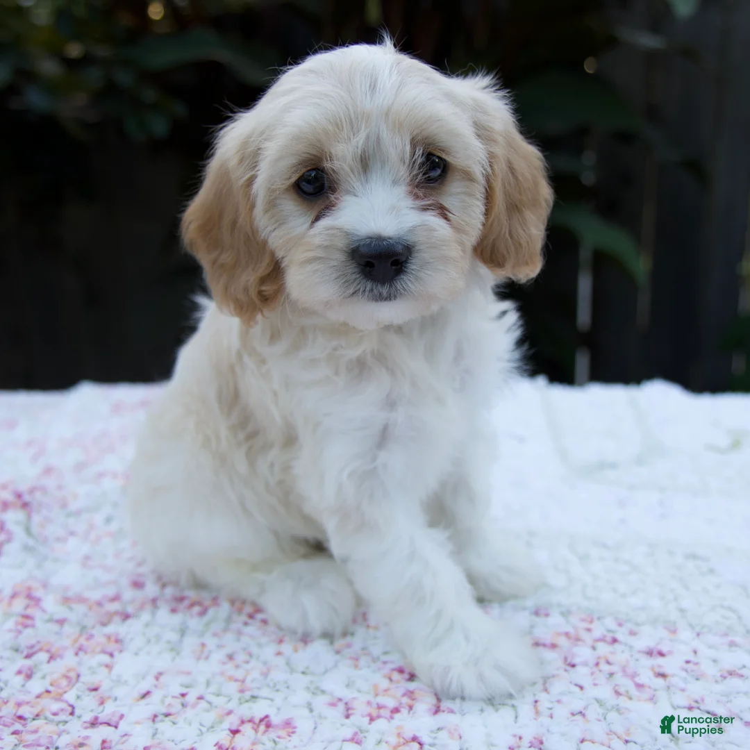 Cavapoo dogs for sale: Fern - Ad 2
