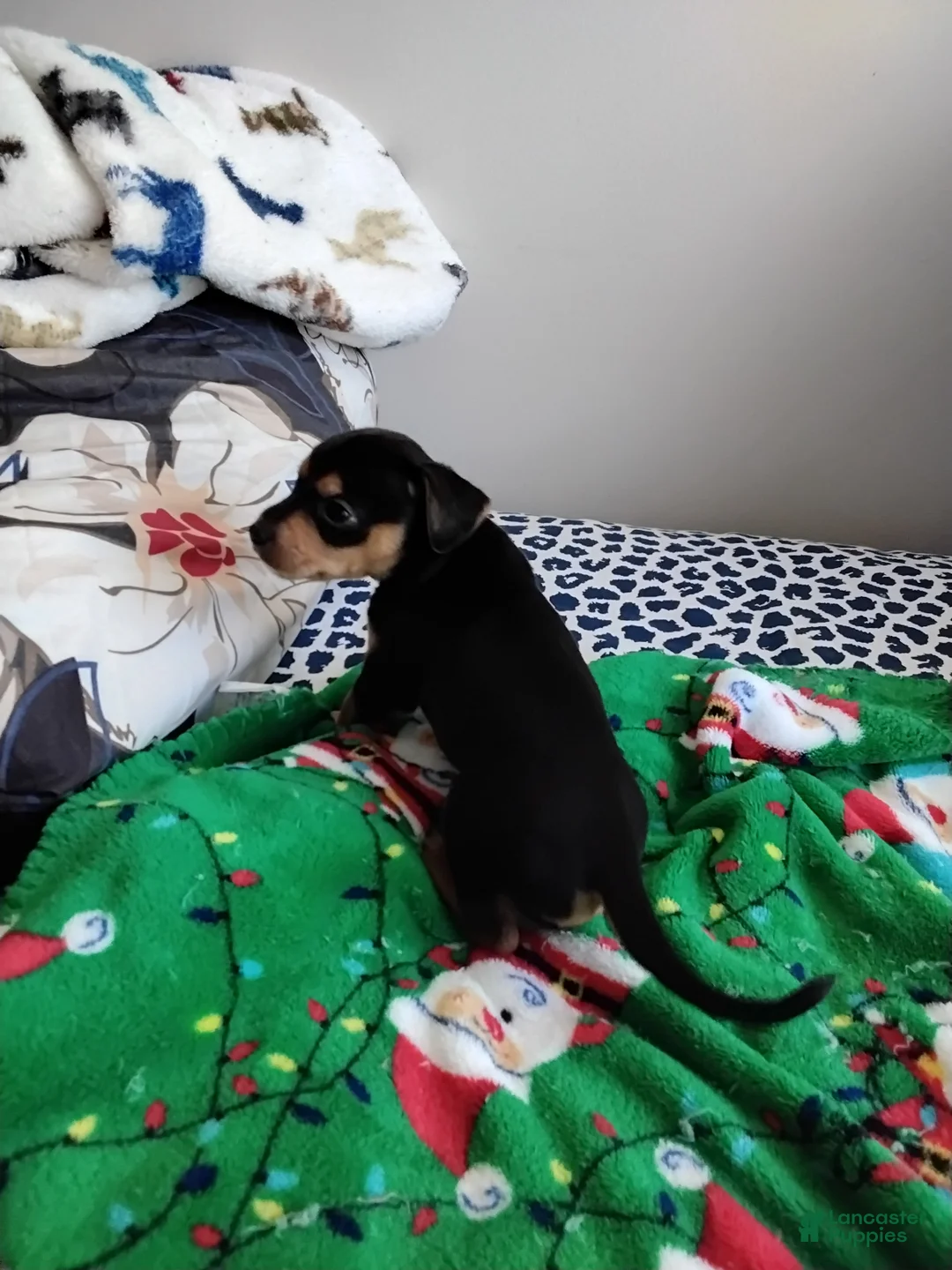 Mixed Breed dogs for sale: Rocko - Ad 3