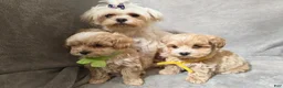 Maltipoo dogs for sale: Maltipoo Puppy 3 - Ad 8
