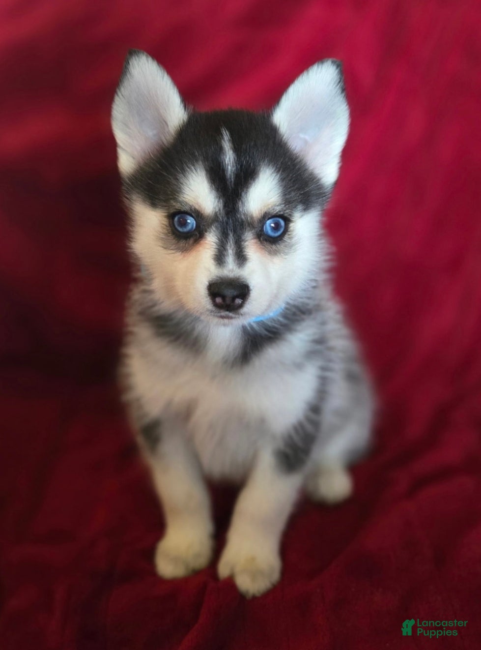 Pomsky dogs Max - Ad 39