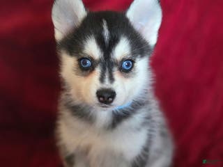 Pomsky dogs Max - Ad 42