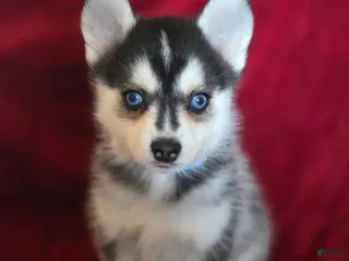 Pomsky dogs Max - Ad 30