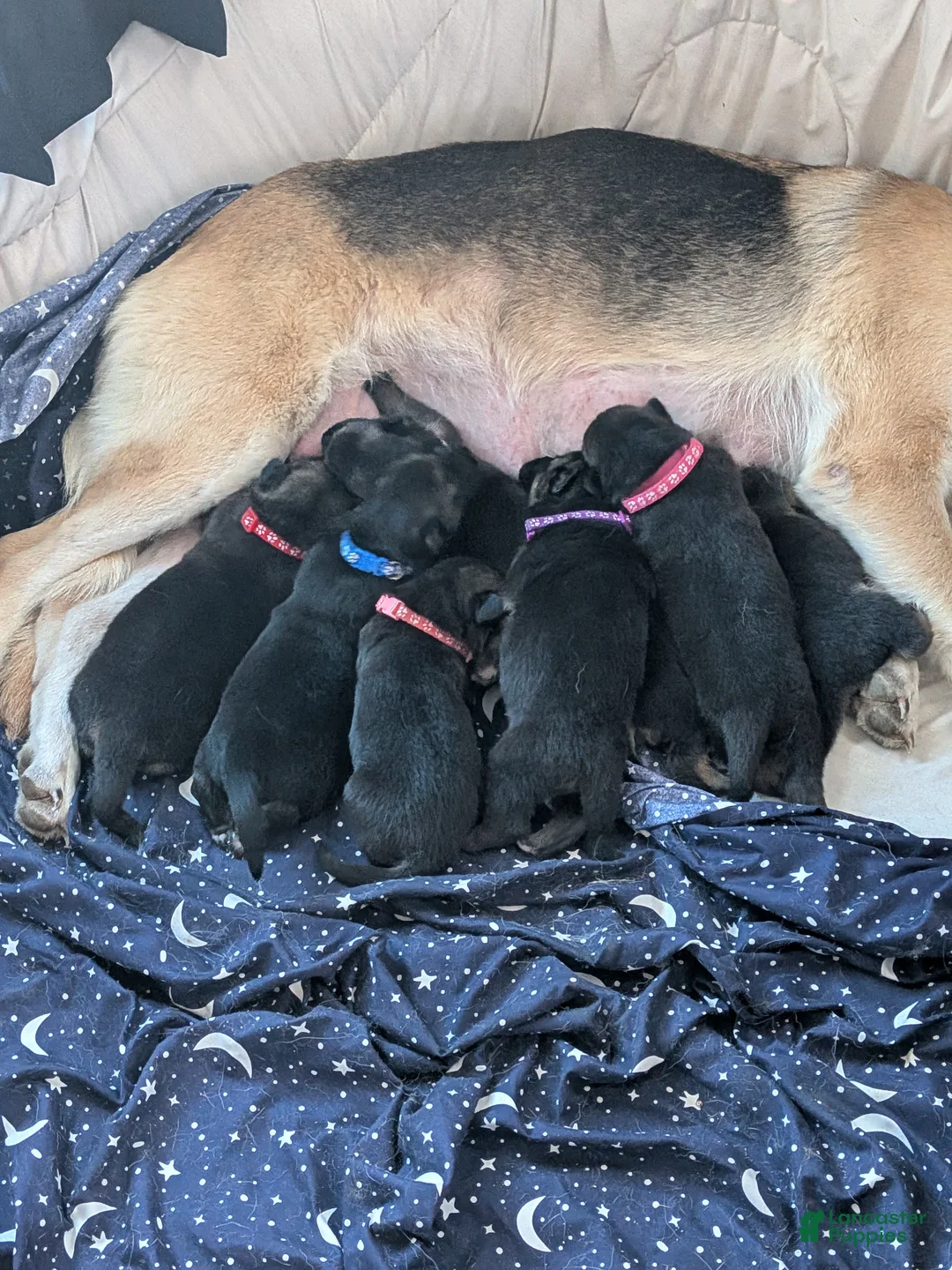 Gallery Image {{count}}