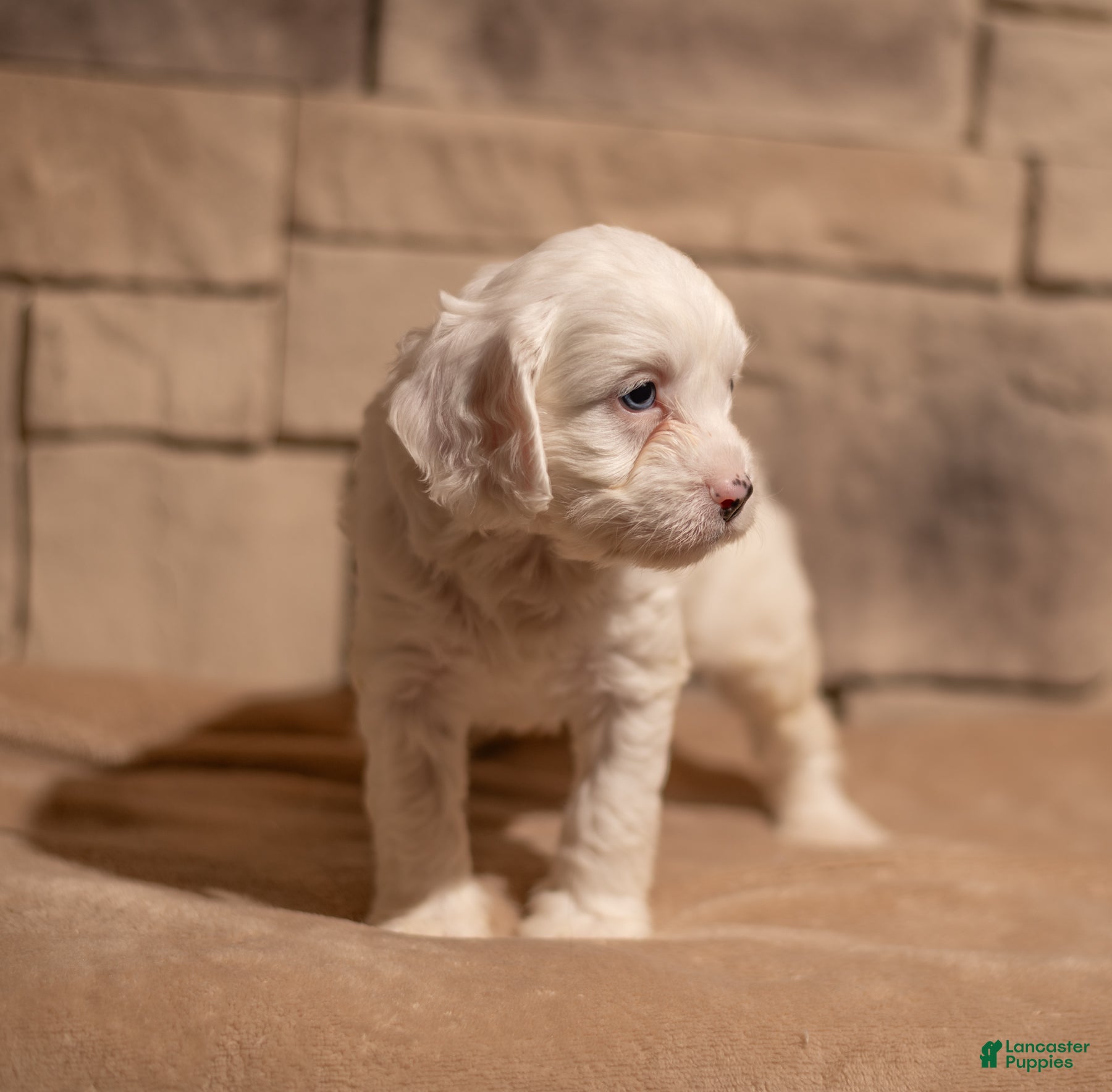 Cavapoo dogs Oliver - Ad 28