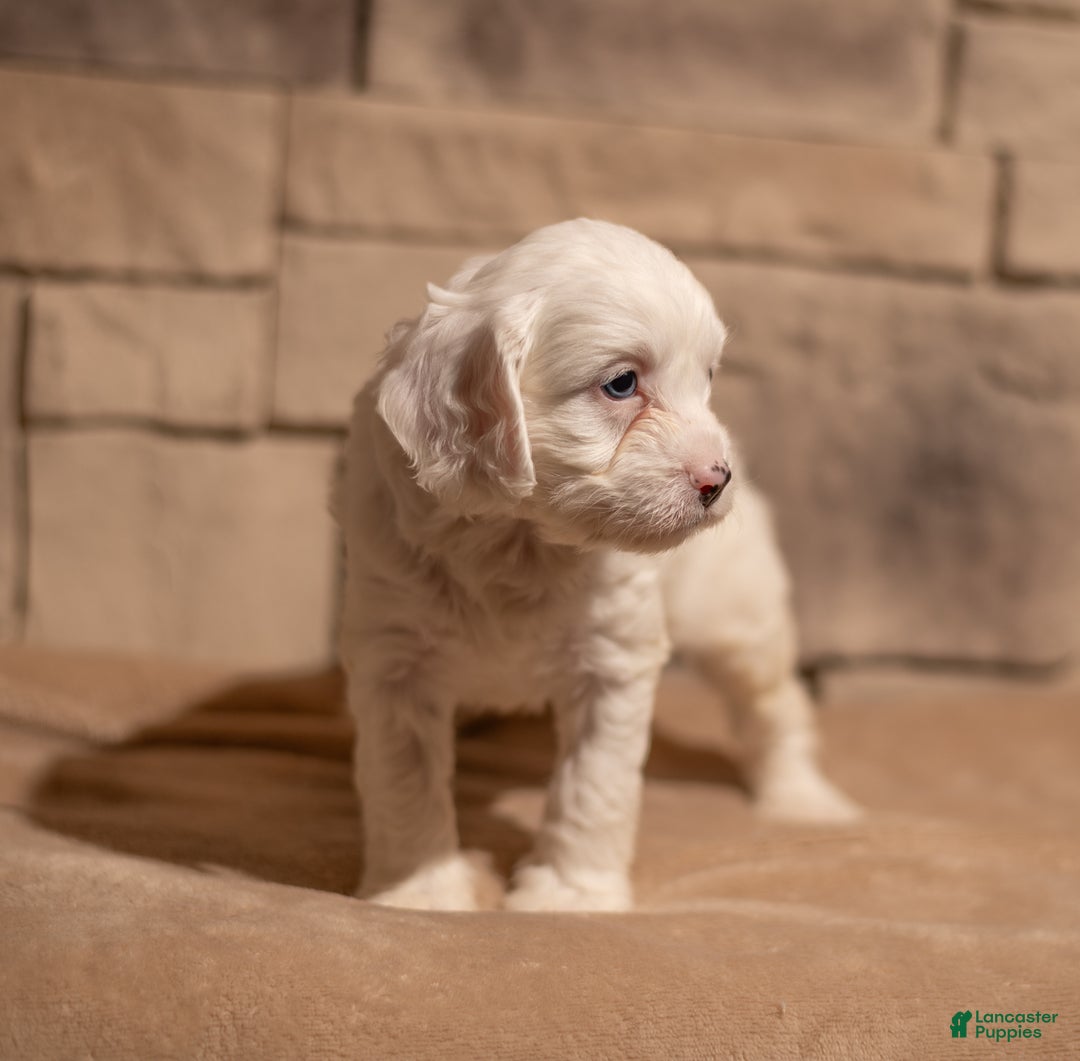Cavapoo dogs for sale: Oliver - Ad 1