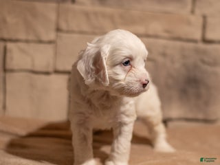 Cavapoo dogs Oliver - Ad 8