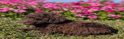 Toy Poodle dogs for sale: Twix - Ad 5