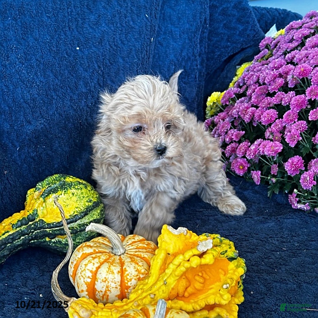 Maltipoo dogs for sale: Justin - Ad 6