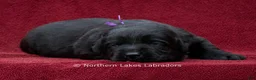 Labrador Retriever dogs for sale: Navy - Ad 2