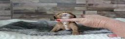 Cavapoo dogs for sale: #1 Male of Tara - Ad 2