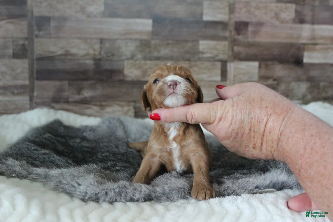 Cavapoo dogs for sale: #1 Male of Tara - Ad 2