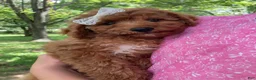 Goldendoodle dogs for sale: Cecile-Female - Ad 5