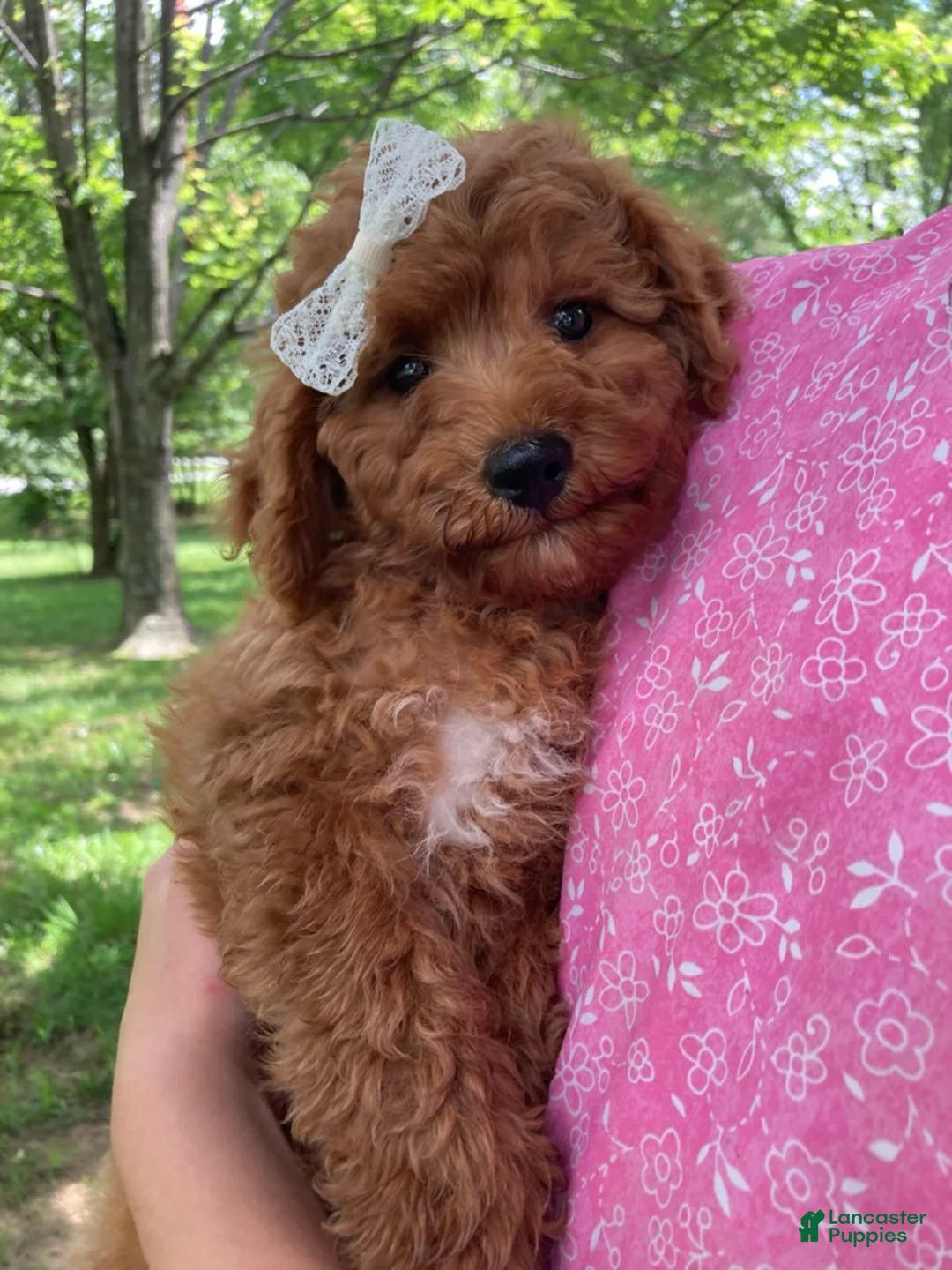 Goldendoodle dogs for sale: Cecile-Female - Ad 5