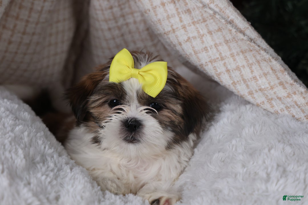 Shih Tzu dogs for sale: Norrie - Ad 14