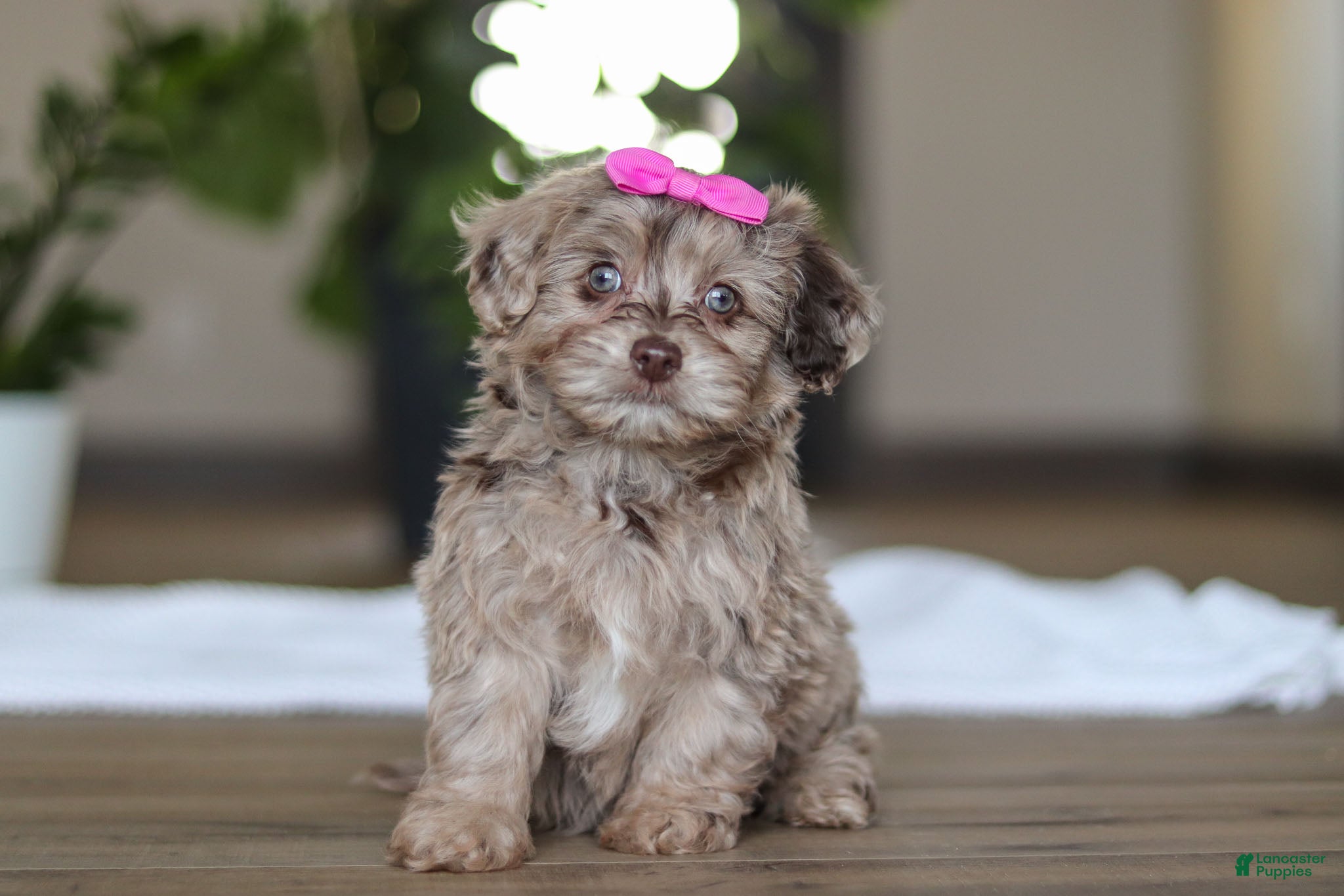 Havapoo dogs Coral - Ad 17