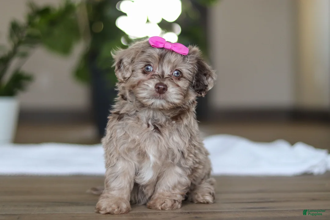 Havapoo dogs for sale: Coral - Ad 1