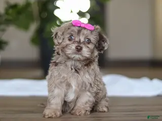 Havapoo dogs Coral - Ad 17