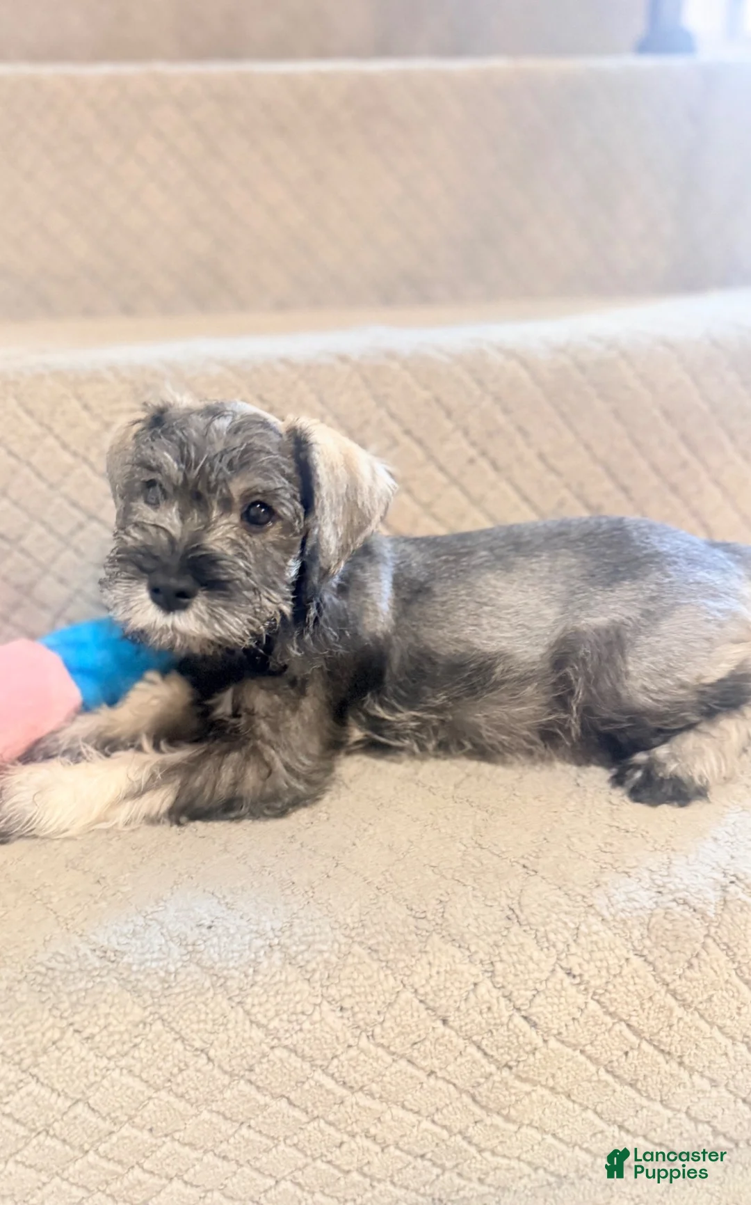 Miniature Schnauzer dogs for sale: Miniature Schnauzer 7 - Ad 1
