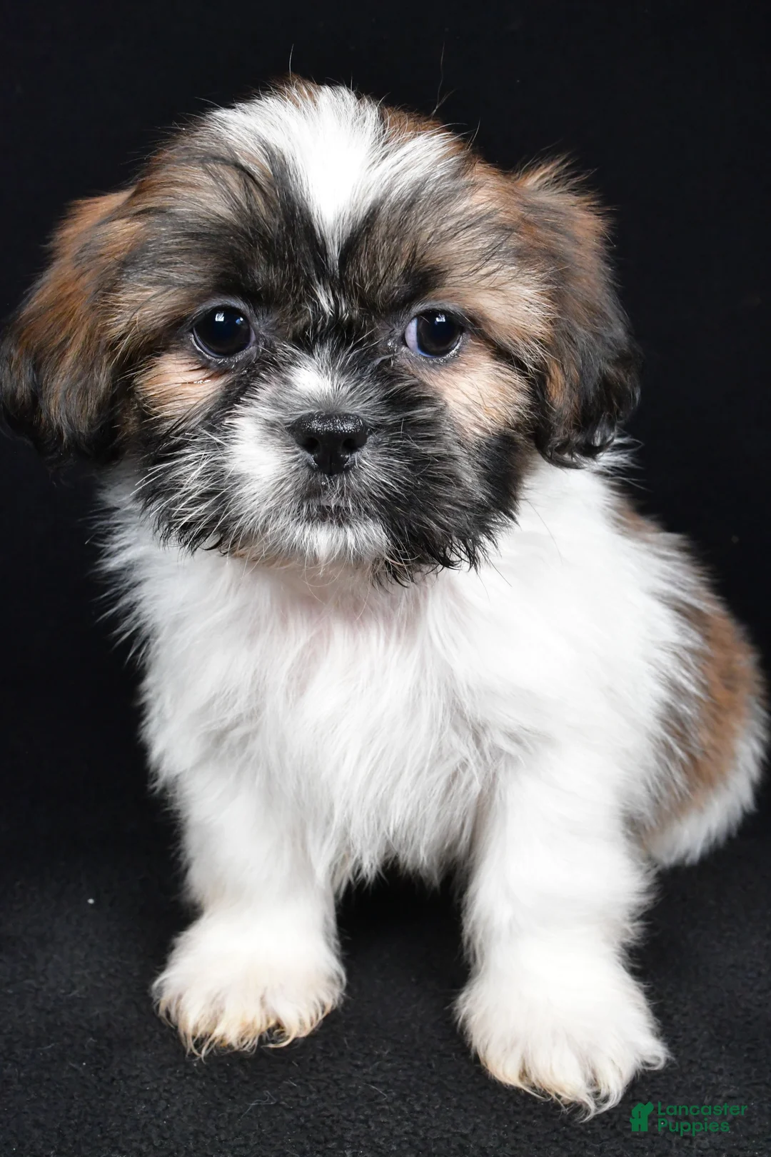 Shih Tzu dogs for sale: Bailey - Ad 8