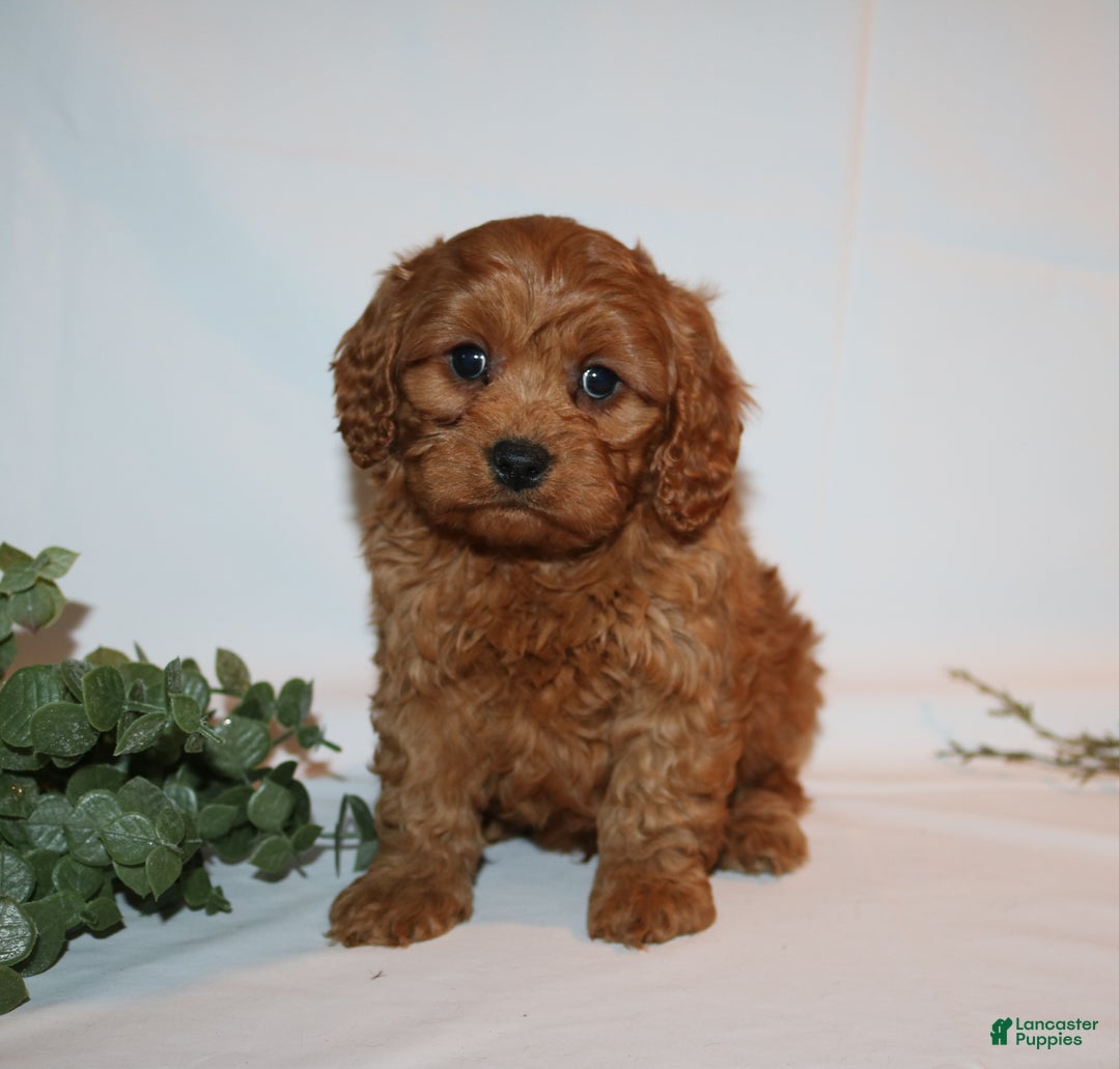 Cavapoo dogs for sale: Sam - Ad 8