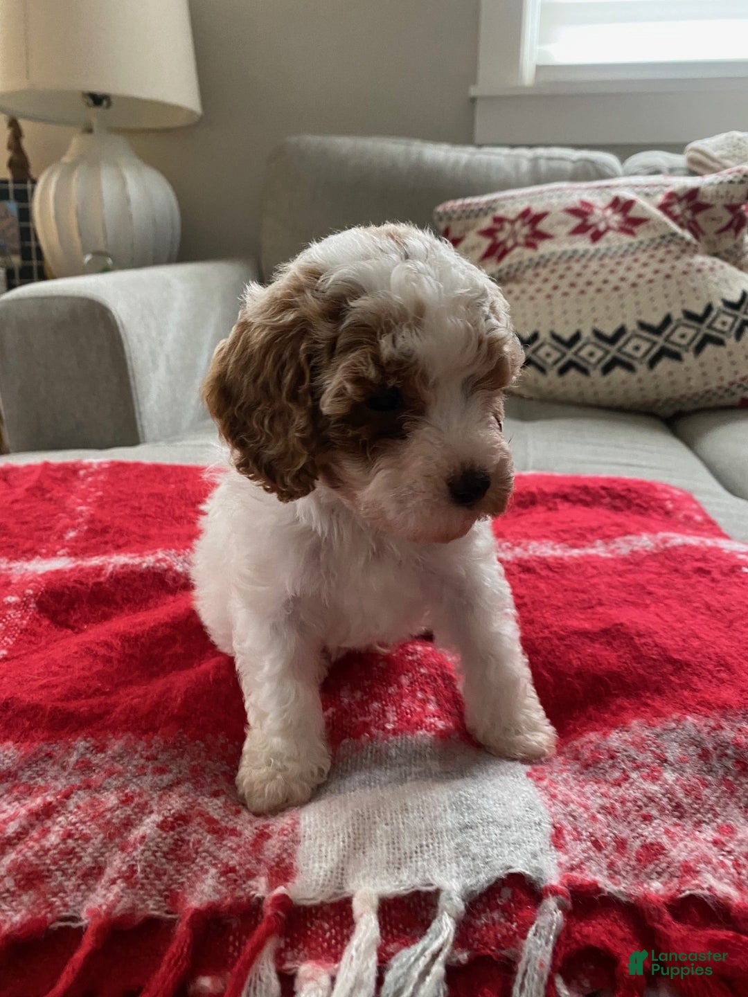 Cavapoo dogs for sale: Joshy - Ad 5