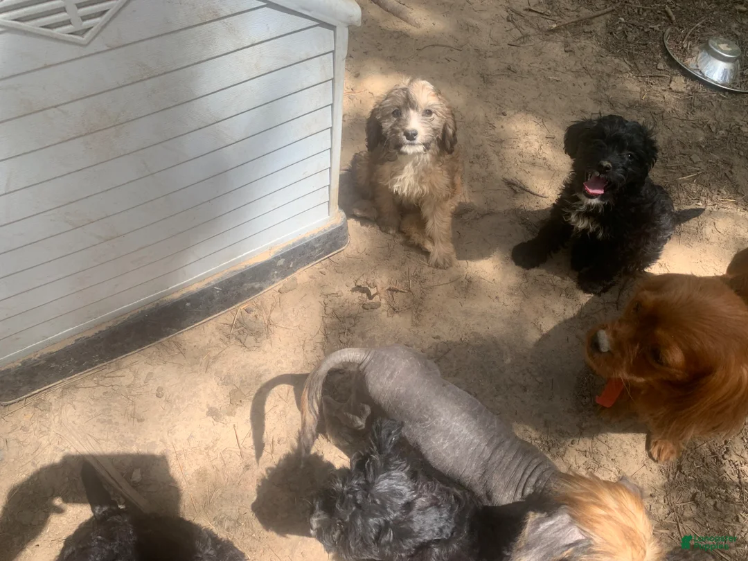 Cavapoo dogs for sale: Cavapoo Puppy 2 - Ad 3
