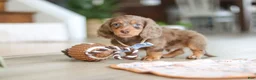 Miniature Dachshund dogs for sale: Champ - Ad 5