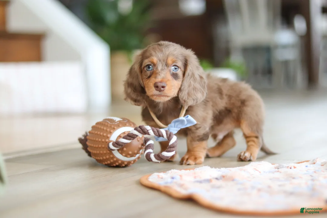 Miniature Dachshund dogs for sale: Champ - Ad 5