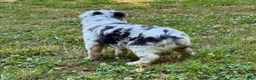 Miniature Australian Shepherd dogs for sale: Princess - Ad 7