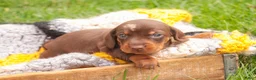 Miniature Dachshund dogs for sale: Cody Miniature Dachshund  - Ad 1