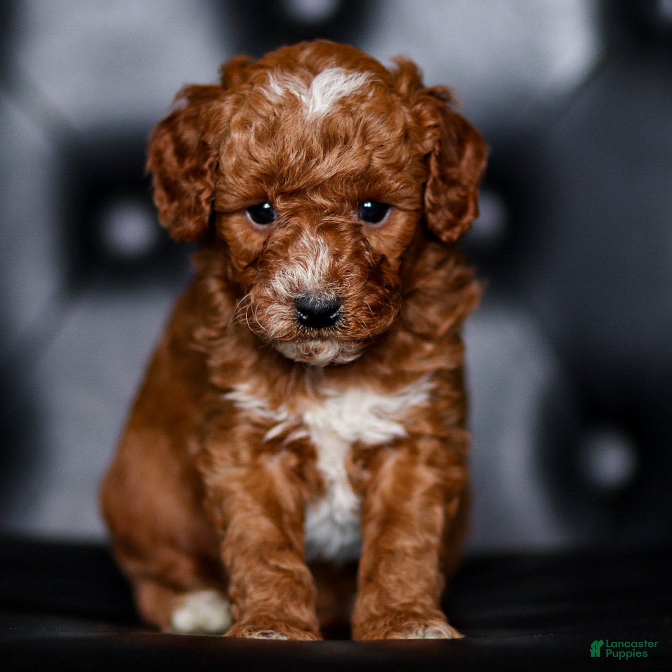 Mini Goldendoodle dogs George - Ad 1