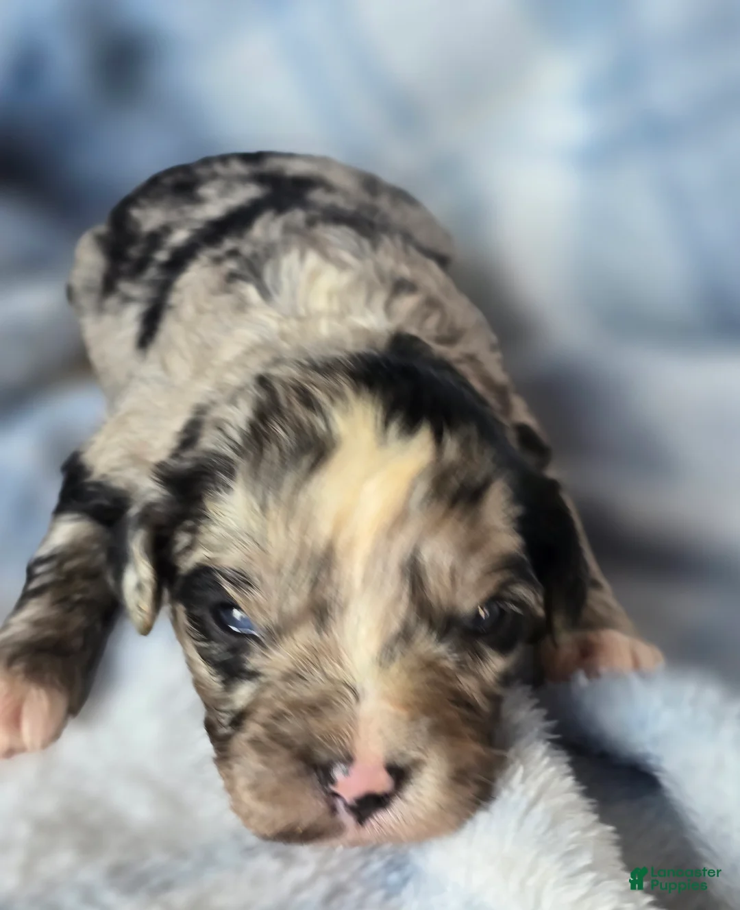 Mixed Breed dogs for sale: Patterson  - Ad 2