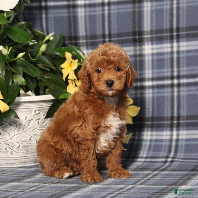 Miniature Poodle dogs Nike - Ad 2