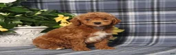 Miniature Poodle dogs for sale: Nike - Ad 2