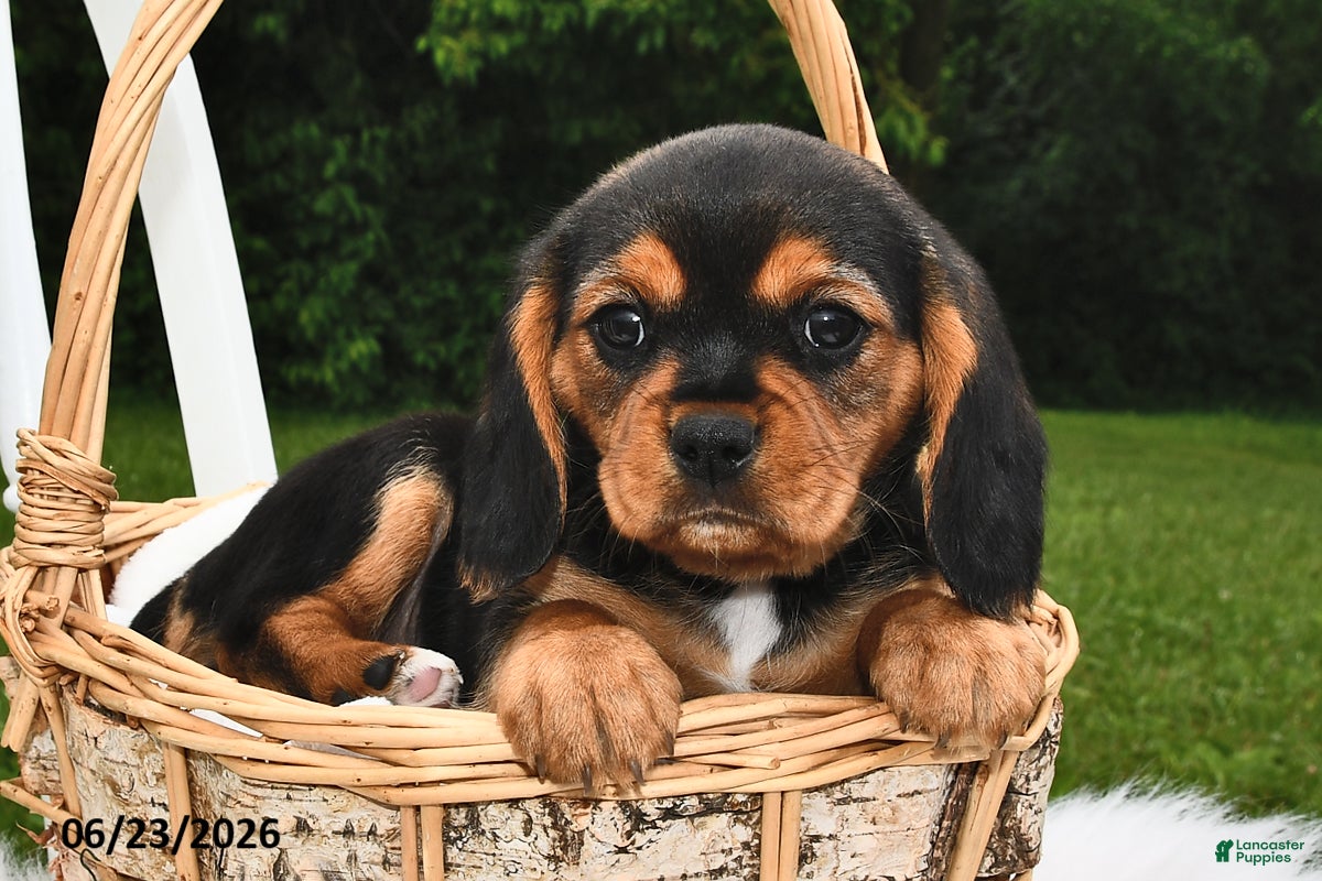 Beaglier dogs Casper - Ad 1