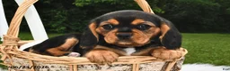 Beaglier dogs for sale: Casper - Ad 1