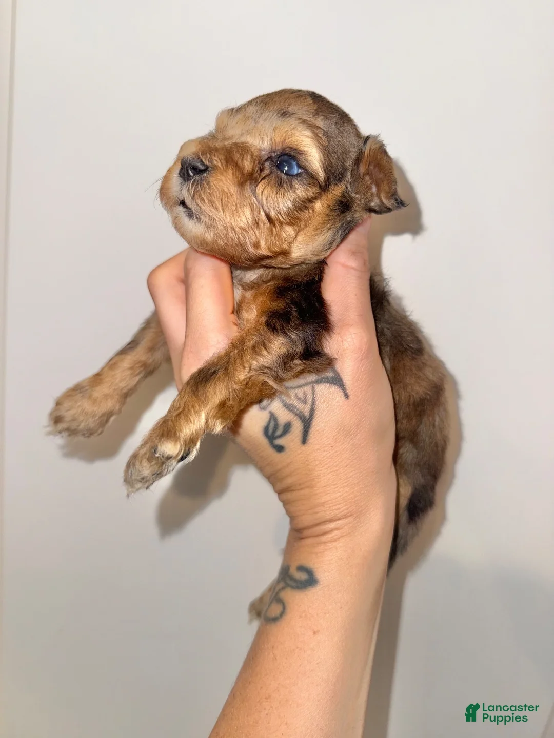 Miniature Schnauzer dogs for sale: Sable & rust Merle male - Ad 2
