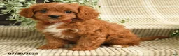 Cavapoo dogs for sale: Paige - Ad 4