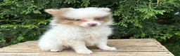 Pomeranian dogs for sale: Oliver - Ad 1