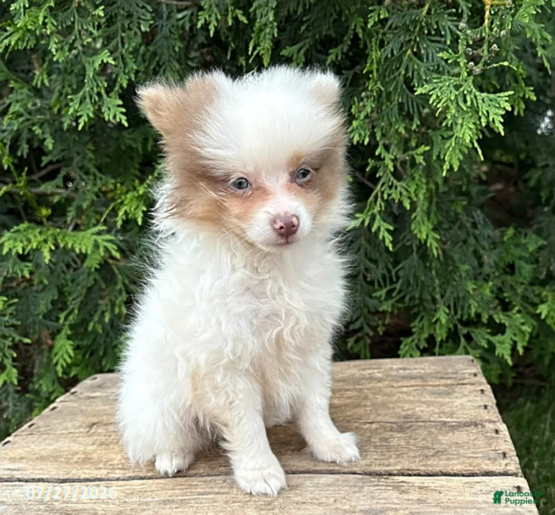 Pomeranian dogs for sale: Oliver - Ad 1