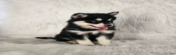 Pomsky dogs for sale: Allie - Ad 3